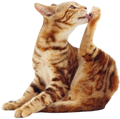 Περιποίηση & Καλλωπισμός Γάτας