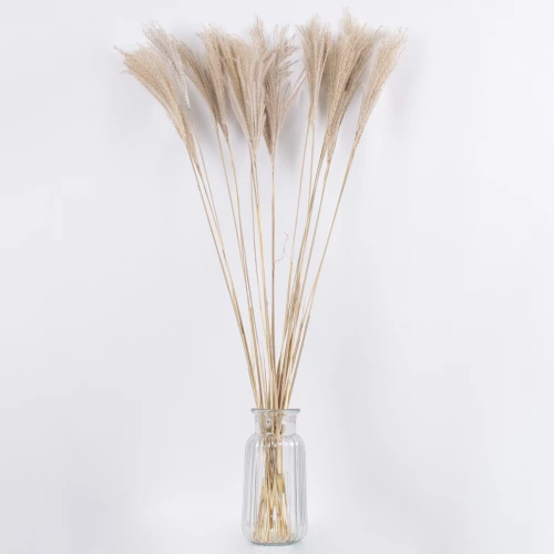 GloboStar MISCANTHUS 36537 Αποξηραμένο Φυτό Μίσχανθος Μπεζ Υ100cm