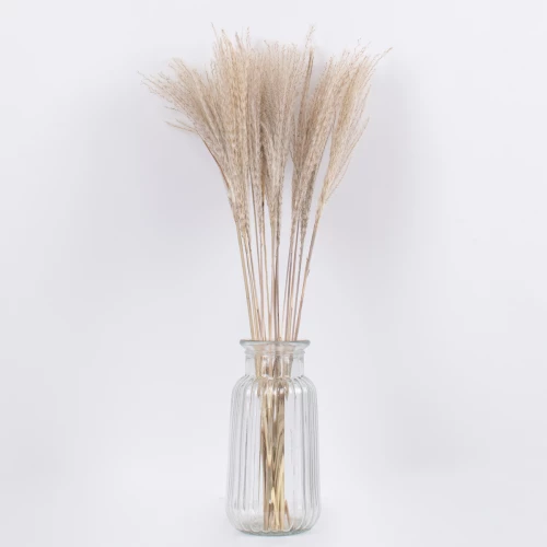 GloboStar MISCANTHUS 36535 Αποξηραμένο Φυτό Μίσχανθος Μπεζ Υ60cm