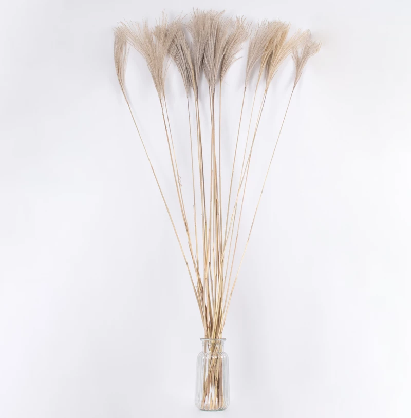 GloboStar MISCANTHUS 36539 Αποξηραμένο Φυτό Μίσχανθος Μπεζ Υ140cm