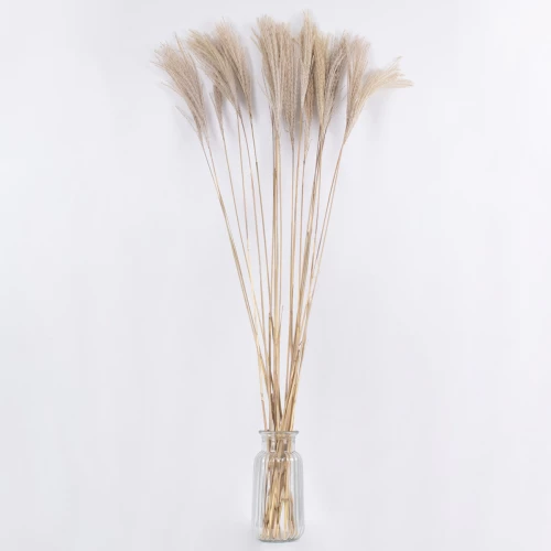 GloboStar MISCANTHUS 36538 Αποξηραμένο Φυτό Μίσχανθος Μπεζ Υ120cm