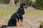 Επιστήθιο Max & Molly Retro Blue Large 2,5x70-98cm