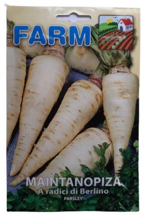 Μαϊντανός ρίζα