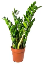 Zάμια Zamioculcas zamiifolia Υ:40cm, Ø12cm
