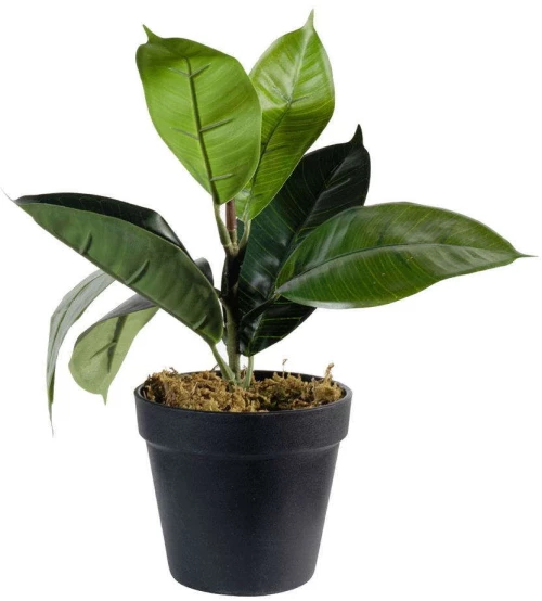 Τεχνητό Φυτό Φίκος Elastica 0670-6 15x30cm Green Supergreens Πολυαιθυλένιο
