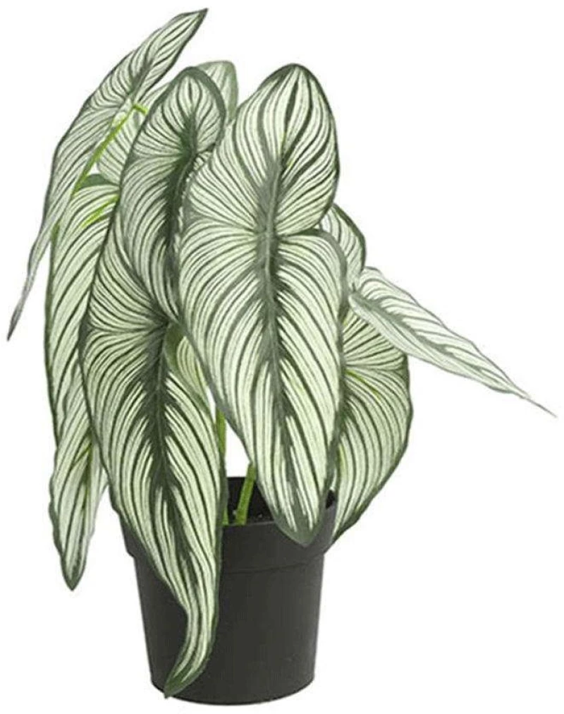 Φυτό Caladium Σε Κασπώ 013.787815 35cm Green