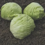 Μαρούλι Iceberg Bonnice | 5000 Pills