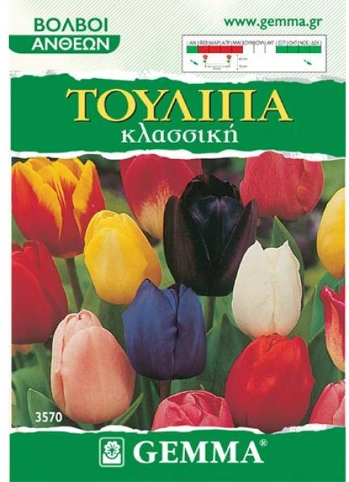 Τουλίπα Κλασική