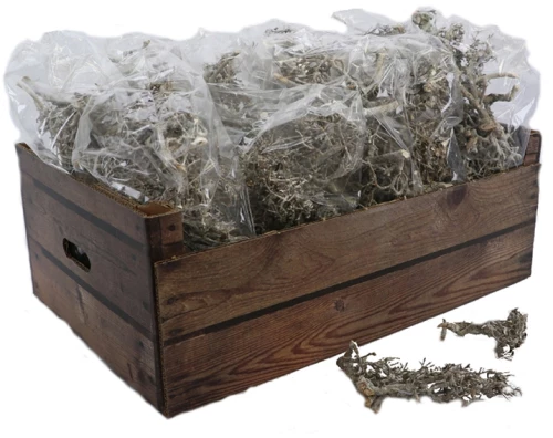 BONSAI ΤΕΧΝΗΤΟ ΚΛΑΔΙINTHEBOX