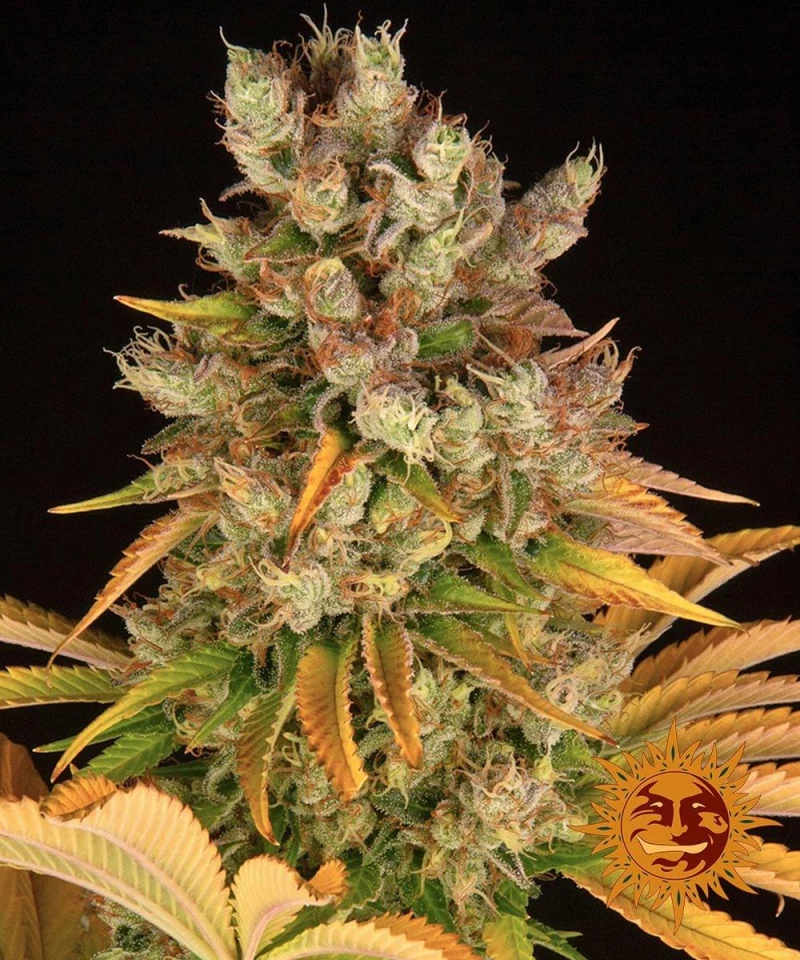 Barneys GMO - 1 seed