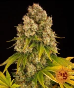 Barneys Cheese Auto - 3 seeds
