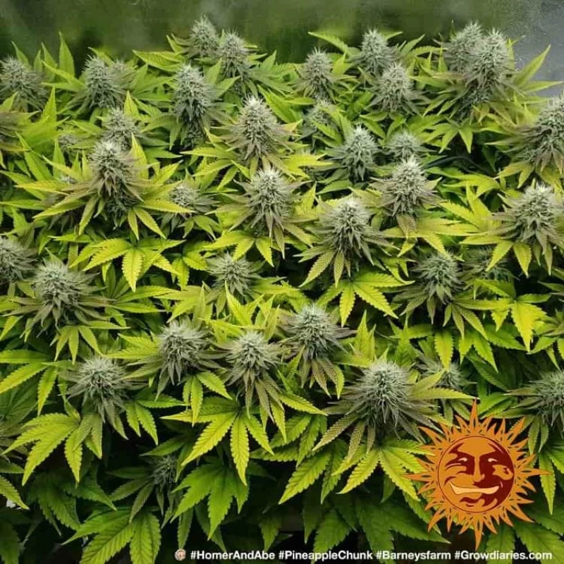 Barneys - Pineapple Chunk - 3 seeds