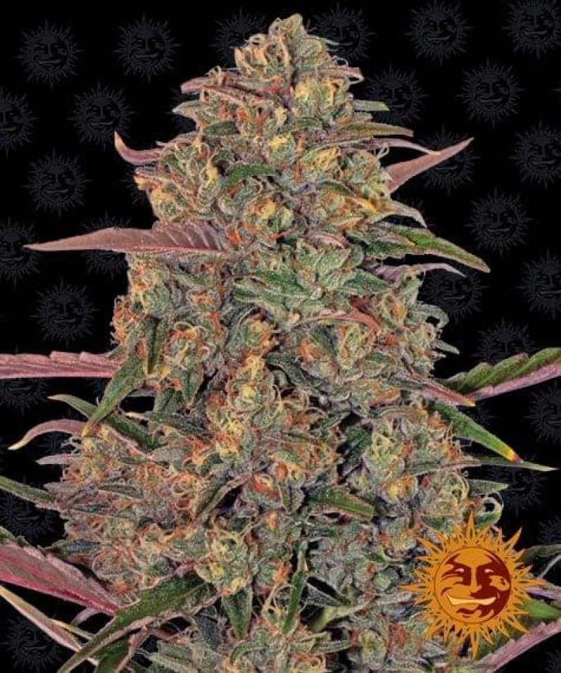 Barneys - Pineapple Chunk - 3 seeds