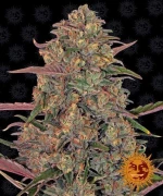 Barneys - Pineapple Chunk - 3 seeds
