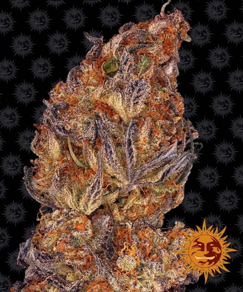 Barneys - Runtz Auto - 3 seeds