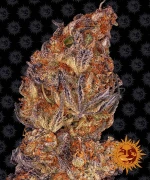 Barneys - Runtz Auto - 3 seeds