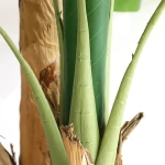BANANA TREE NP708_220  ΥΨΟΣ 220cm New Plan