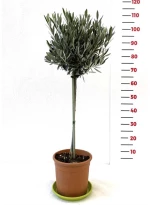 Ελιά μπάλα Υ120cm, Ø18cm