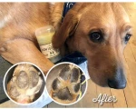 Προστατευτικό Balm Natural Dog Company PawTection 60ml για τις Πατούσες
