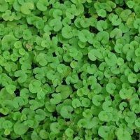 Γκαζόν Διχόνδρα (τριφύλλι) 1kg