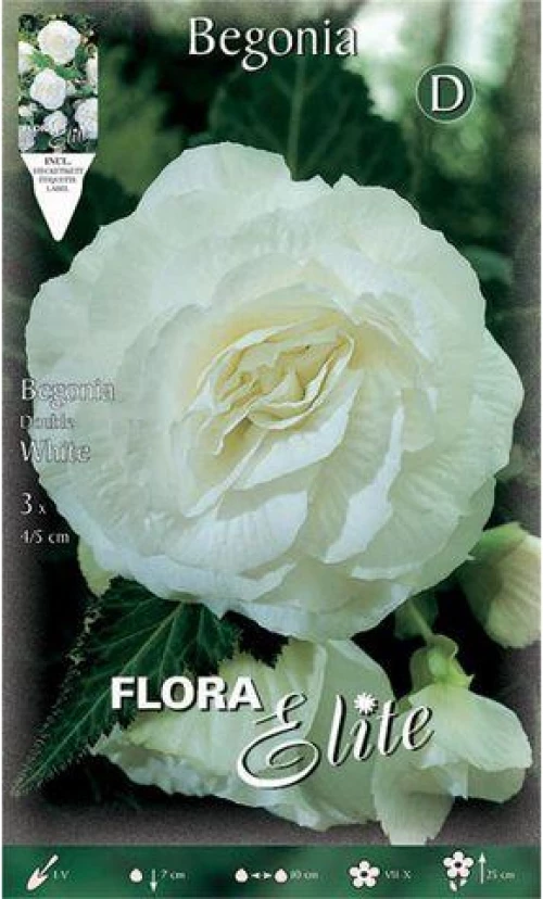 Μπιγόνια "Double White"