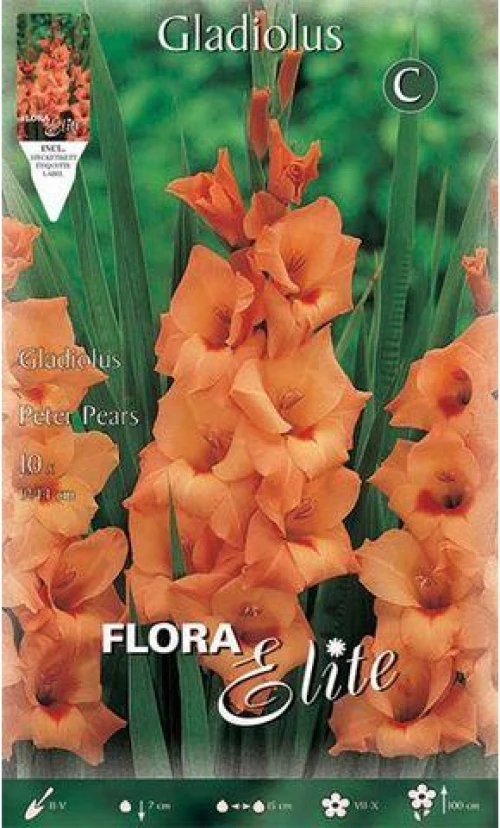 Γλαδιόλα "Peter Pears"