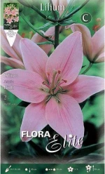 Λίλιουμ "Asiatic Pink"
