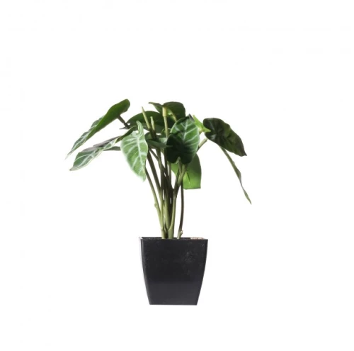 Τεχνητό Φυτό Αλοκάσια Amazonica Polly 22 εκ. 0160-6 Supergreens 0160-6 Πράσινο