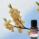 Φυσικό Αιθέριο Έλαιο Εξωτική Λουίζα Natural Essential Oil May Chang 10ml
