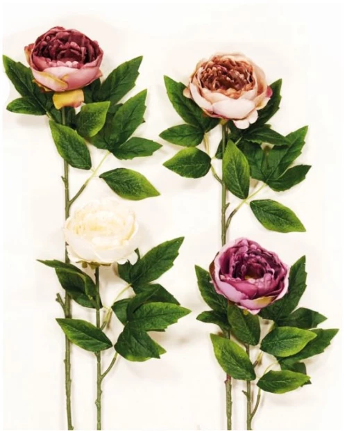 KΛAΔI ΠEONIA