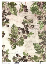 443369 ΡΙΖΟΧΑΡΤΟ "BERRIES" 42X29.7ΕΚ. (ITD-R125L) ΠΑΚ