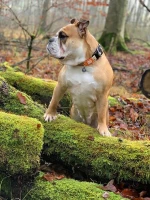 Max And Molly Περιλαίμιο Σκύλου Smart ID Collar Ethnic Medium 2,0cm x 34-55cm