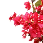 BOUGAINVILLEA  NP0421_210  ΥΨΟΣ 210cm New Plan