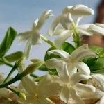 Dolce & Gabbana Q Parfum 30ml