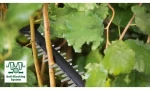 Κλαδευτήρι BOSCH 060084A300 36 V