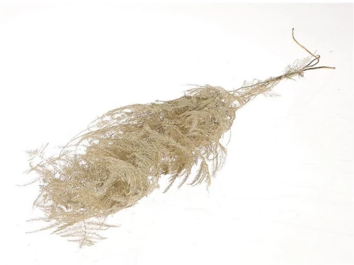 Asparagus φυσικό Η90cm