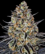 Barneys Farm LSD