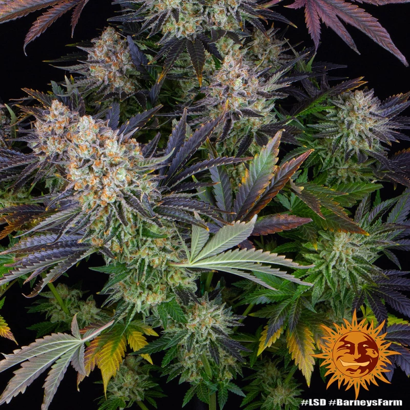 Barneys Farm LSD