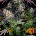 Barneys Farm LSD