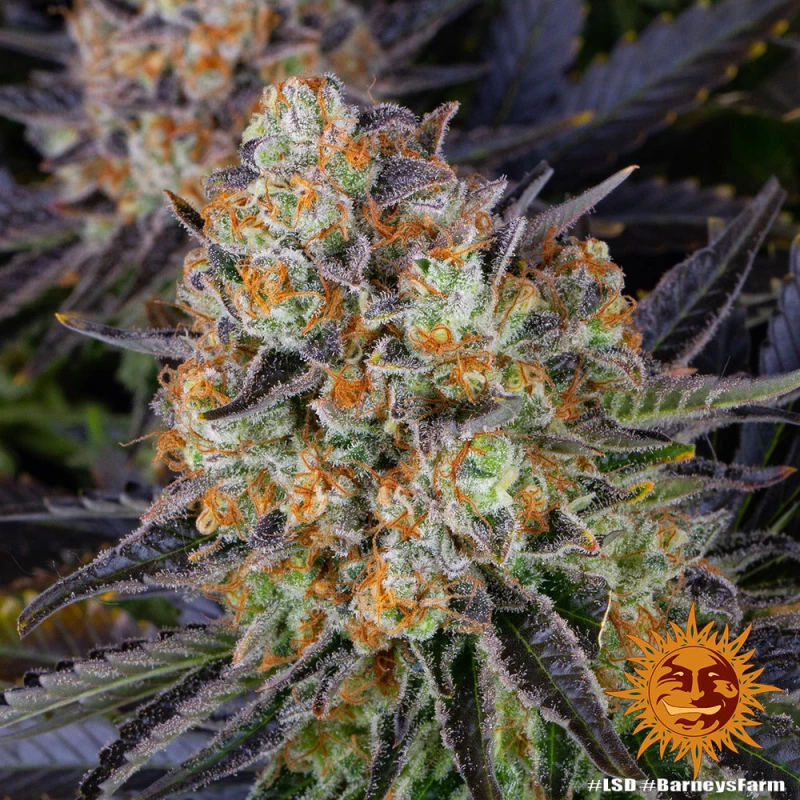 Barneys Farm LSD