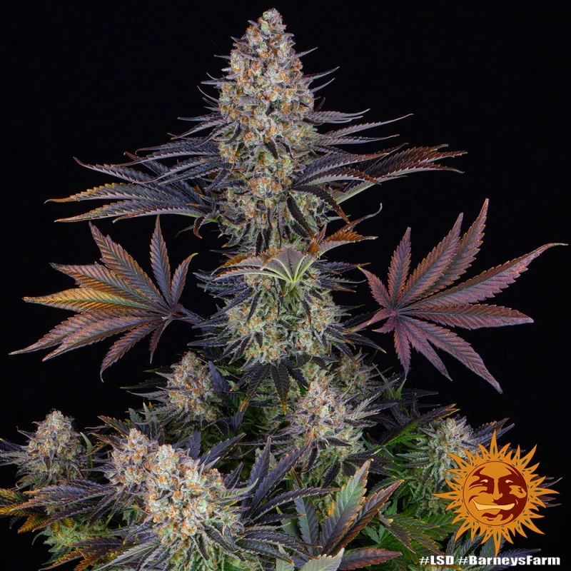 Barneys Farm LSD
