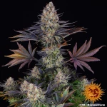 Barneys Farm LSD