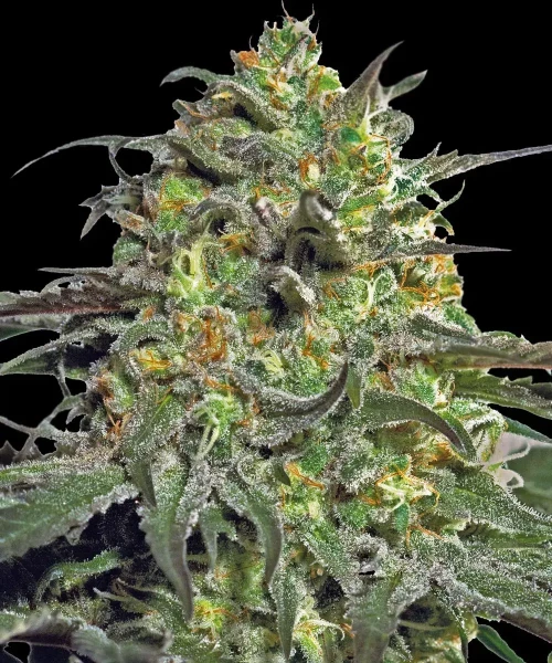 Barneys Farm Peyote Cookies