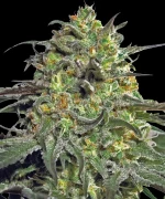 Barneys Farm Peyote Cookies
