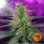 Barneys Farm Peyote Cookies