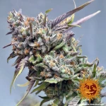 Barneys Farm Peyote Cookies
