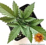 Barneys Farm Peyote Cookies
