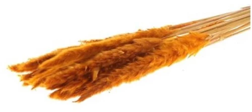 Κλαδιά Pampas 70gr πορτοκαλίαλί