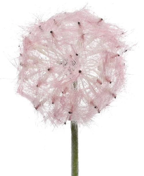 ΛΟΥΛΟΥΔΙ 50 CM   Beauty Home