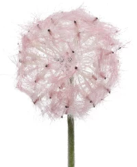 ΛΟΥΛΟΥΔΙ 50 CM   Beauty Home